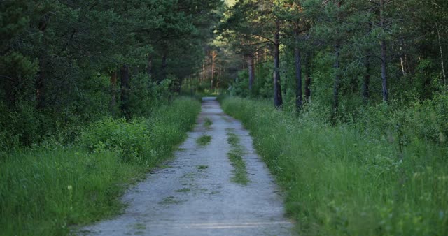 Explore the serene beauty of a lush forest path during summer.