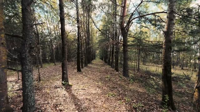 Discover a tranquil forest path surrounded by lush trees and natural beauty.