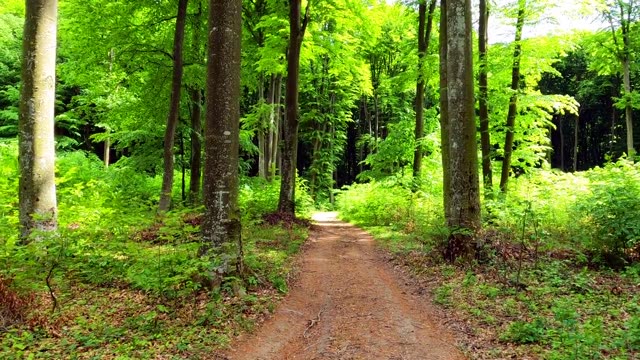 A tranquil forest pathway lined with vibrant green trees under daylight.