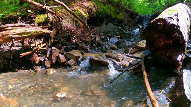 Peaceful forest scene featuring a stream flowing over rocks, surrounded by greenery.