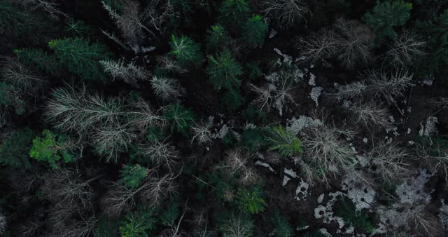 Stunning aerial view of a frosty coniferous forest in winter with snow patches.