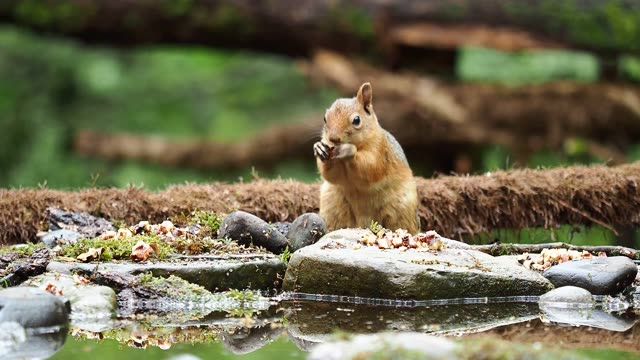 Close-up of a squirrel enjoying nuts in a lush, green forest setting.
