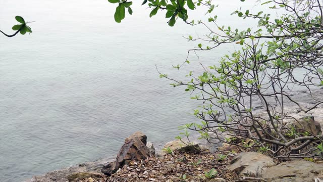 Peaceful lakeside 