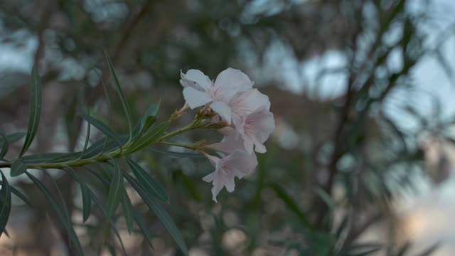 Delicate pink oleander flowers in full bloom, showcasing nature's intricate beauty.