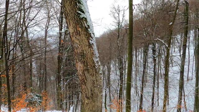 Explore a serene winter forest with snow-covered trees and peaceful ambiance.