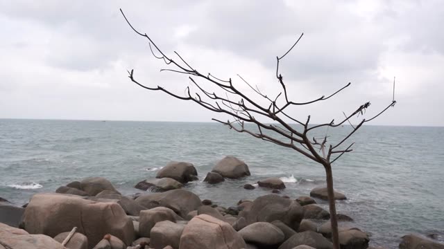 A lone tree stands by a rocky coastline under overcast skies.