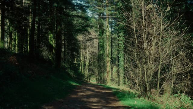 Forest path