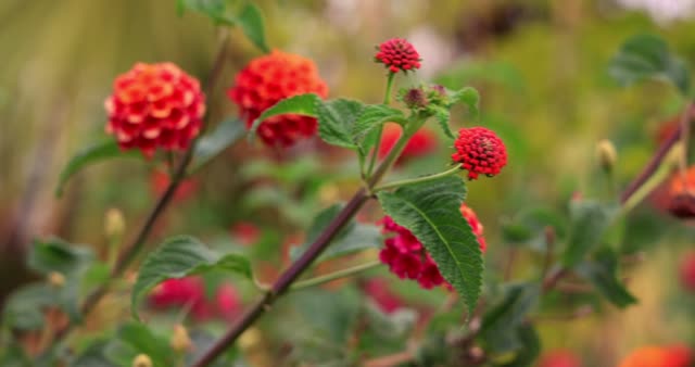 Lush red flowers swaying gently, captured vividly in a natural setting.