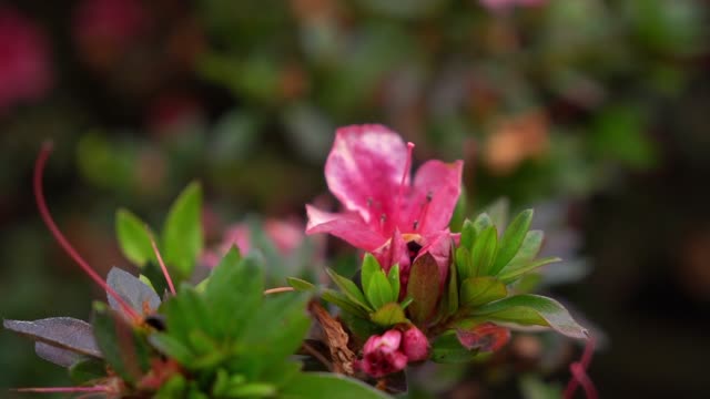 Beautiful close-up of pink azalea blossoms in nature's backdrop.