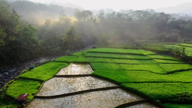 Serene aerial footage capturing lush rice terraces and forests at sunrise.