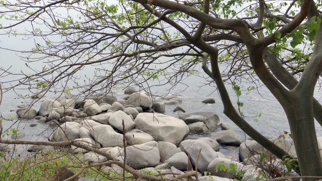 Serene lakeside view with rocks and branches creating a calming spring atmosphere.