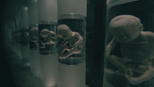 Explore preserved fetuses in jars at a museum, showcasing anatomy and biology.