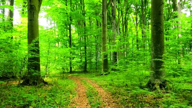Explore a serene forest pathway enveloped in vibrant green foliage.