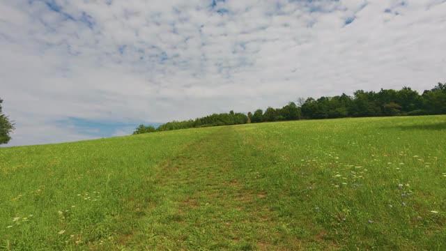 Green field in Czech countryside