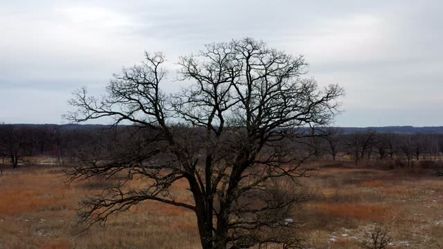 Lonely tree stands in a vast winter landscape under a cloudy sky.