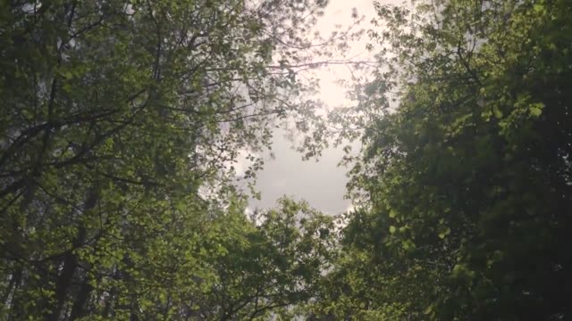 A peaceful view of forest trees with sunlight filtering through the leaves.