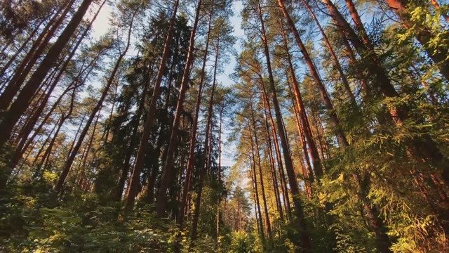 Low-angle view of tall trees in a serene forest setting.