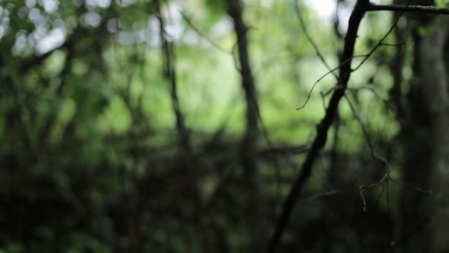 A tranquil forest scene showcasing the intricate patterns of branches and lush greenery.