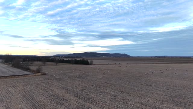 Drone captures birds soaring over vast fields at sunrise, showcasing rural serenity.