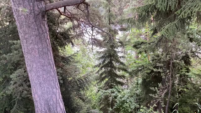Dense forest 
