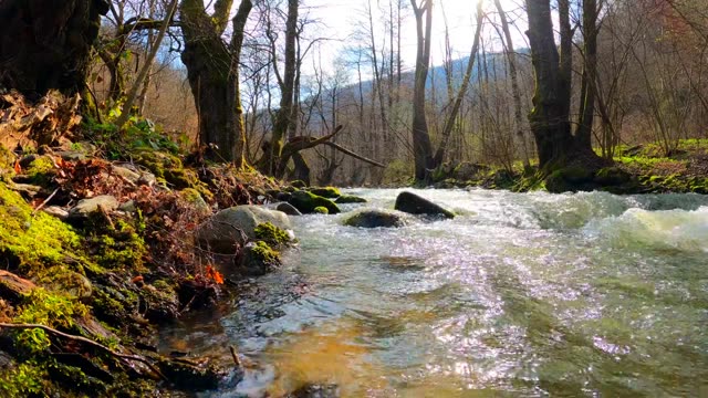 Gently flowing river in a serene autumn forest scene.