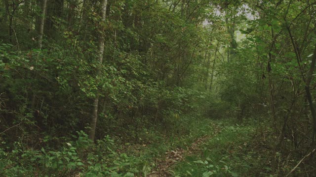 A serene walk with a dog through a lush forest trail, perfect for nature lovers.