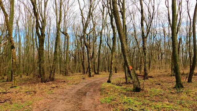 Serene dirt path through leafless woodland, perfect for nature lovers.