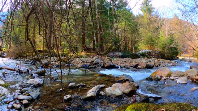 Peaceful forest stream flowing over stones surrounded by lush trees.