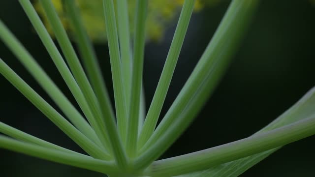 Macro video of green plant stem with blurred background outdoors.